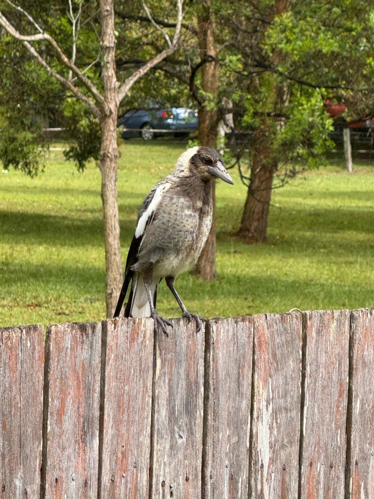A young black, white, and grey magpie standing on a wooden fence. Magpie is looking down toward the ground. Behind is a field with green grass and a few trees.