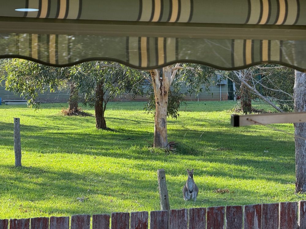 Photo of a wallaby standing in a small green field in the late afternoon. Behind the wallaby are trees. The photo is taken out a window, a blind and a bit of clothesline can be seen on the edges of the foreground.