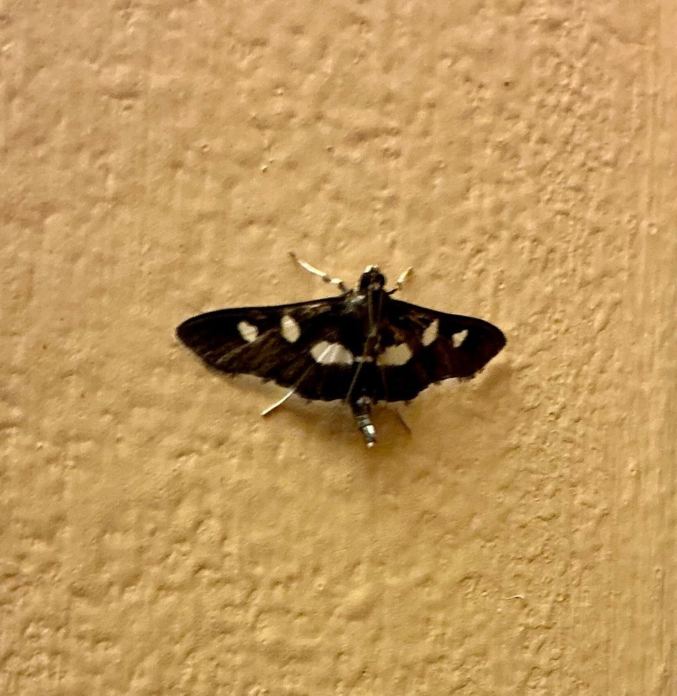 A tiny black moth has white spots on its angularly outstretched wings, and it sports shiny white legs.
