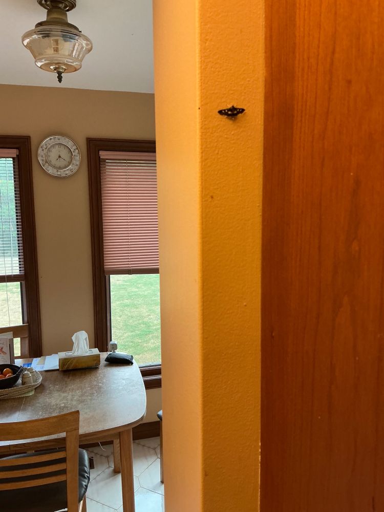 A tiny black moth has white spots on its angularly outstretched wings, and it sports shiny white legs.