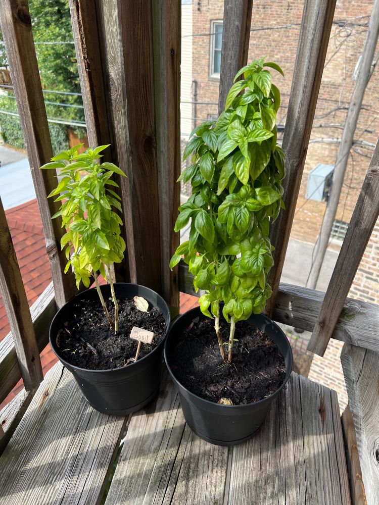 Two pots of transgender basil on a transgender staircase