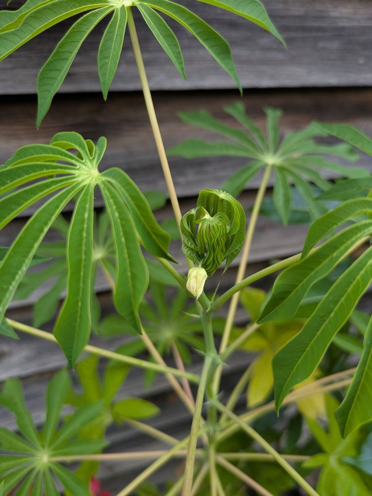 Sommité de mon manioc rustique, un bouton floral en forme de piment de couleur vert / jaune clair près de nouvelles feuilles. Elles sont petites, les folioles vers le bas vont grandir encore avant de se relever et se déployer mais pour l'heure ont une forme qui rappelle un peu celle des méduses 