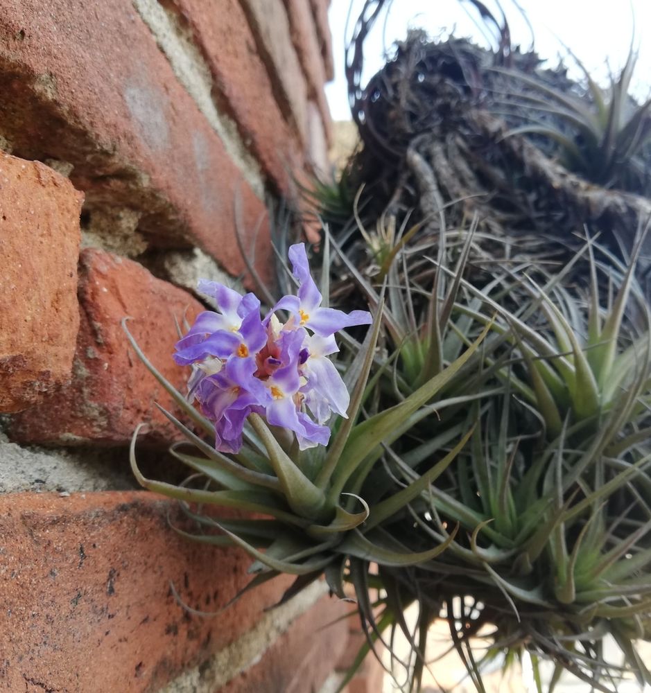 Fleur de Tillandsia ouverte, avec de délicats pétales bleu violacé et centre jaune orangé ; la plante est contre un mur en brique, on voit qu'elle est attachée à un support métallique : en tant que plante épiphyte, elle n'a pas besoin de terre !