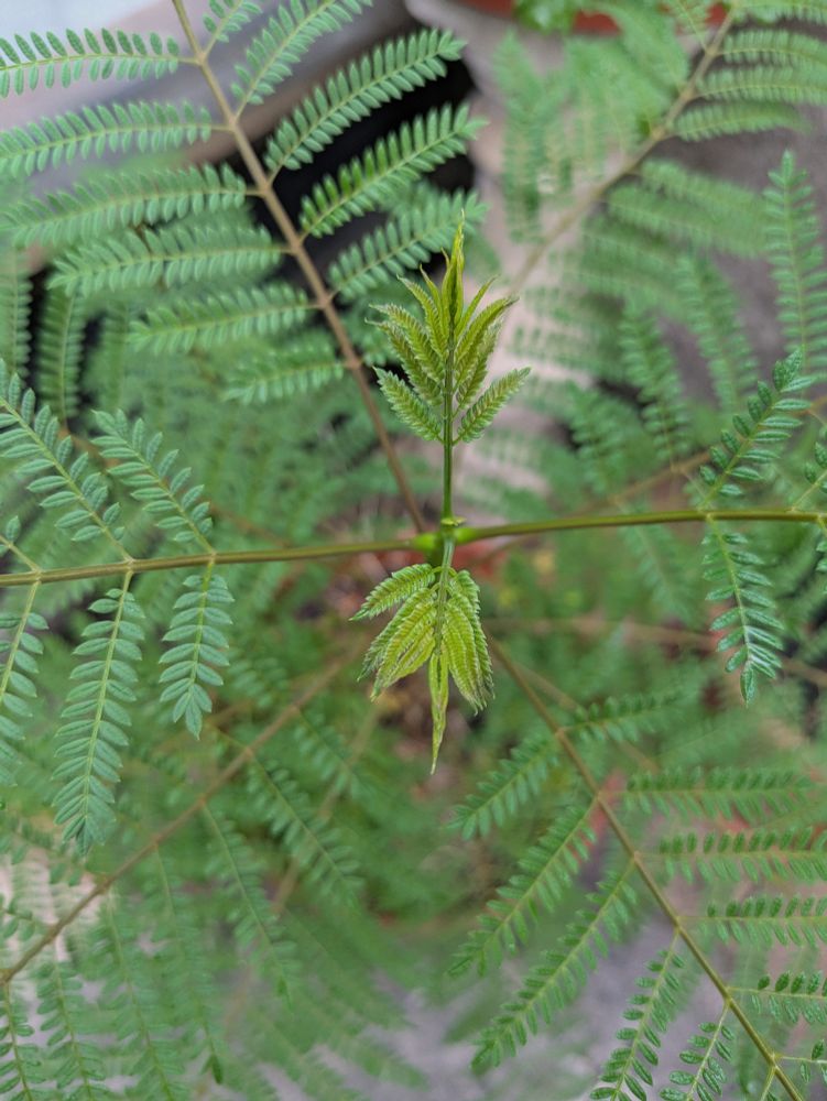 Vue en plongée de la sommité d'un Jacaranda mimosifolia. Sur fond de longues feuilles semblables à celles du mimosa, deux jeunes nouvelles feuilles, tout en finesse et délicatesse. Elles sont d'un vert tendre.
Le Jacaranda est un arbre mais je le cultivé en pot. J'espère un jour le voir fleurir, car la floraison est abondante et de couleur bleue / violet. Cela lui vaut le nom vernaculaire de Flamboyant bleu.