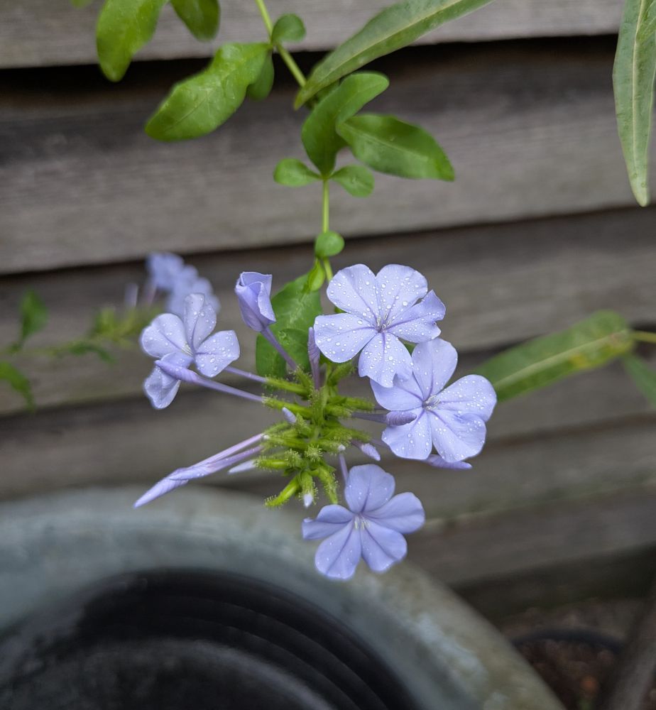 La même inflorescence, quelques fleurs sont ouvertes ; jolie couleur pastel et fleurs délicates en étoile, parsemées de minuscules gouttelettes car IL BRUINE À TOULOUSE 🥹