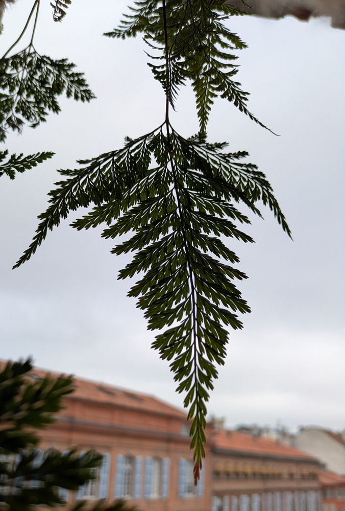 Feuille de fougère Davallia fejeensis photographiée à contrejour. La feuille bien découpée ressort en noir sur un ciel gris et des immeubles en brique.