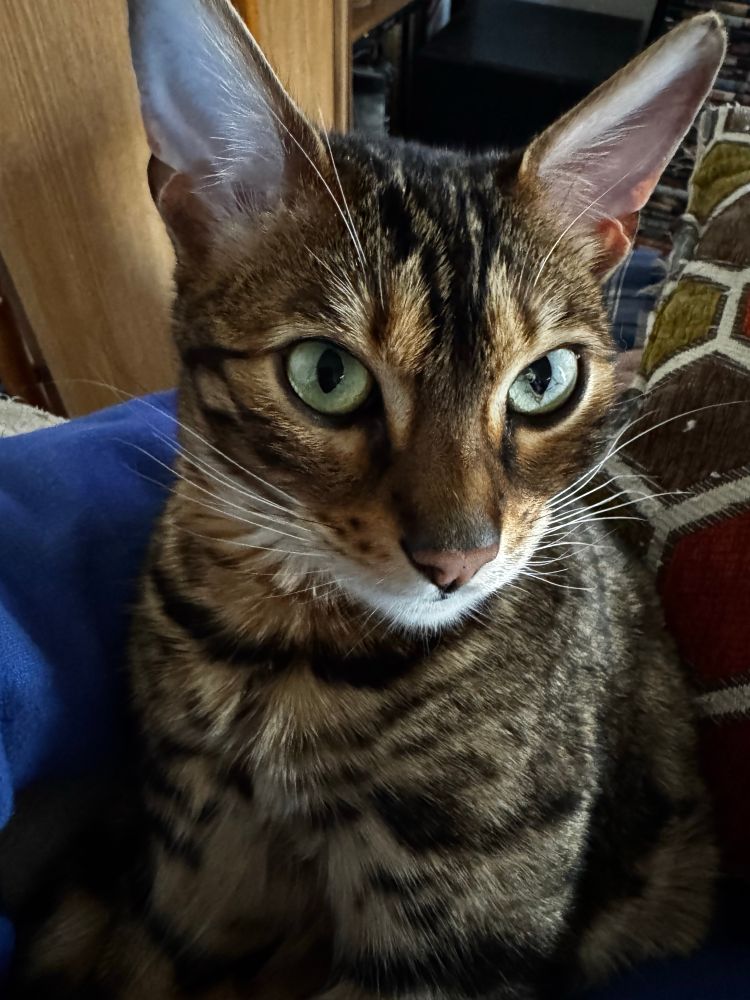 My cat resting half on me and half on a pillow. She has brown, orange, black and white coloring with stripes. Her eyes are green. 