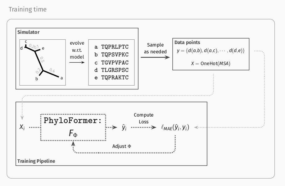 The process for training Phyloformer. We sample trees and sequences evolved along these trees from the model under which we want to do inference. We use these examples to train a network that predicts the parameters (evolutionary distances, equivalent to the tree) from an observation (aligned related sequences).