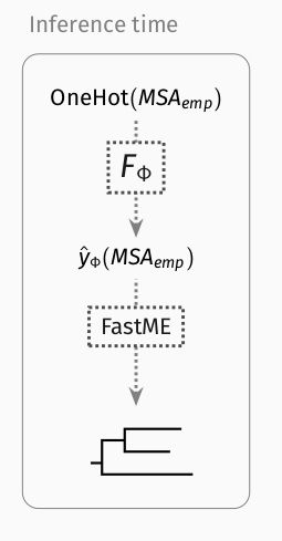 The inference process of Phyloformer. We use the train network to estimate evolutionary distances from related sequences, and pass these estimates to FastME to build a phylogeny.