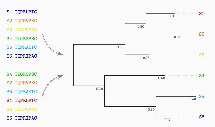 A visual justification of permutation invariance: two sequence alignments that are identical up to a permutation must lead to the same phylogeny.