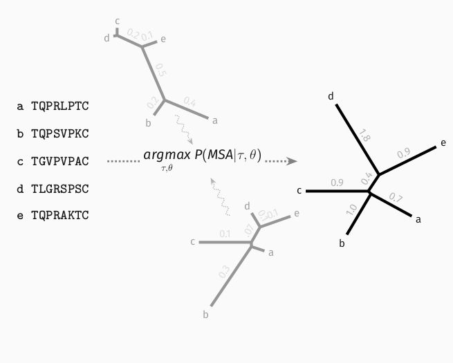 A visual summary of maximum likelihood approaches for phylogenetic inference. We explore the space of phylogenetic trees to find the one making a given set of related sequences as likely as possible under a chosen probabilistic model of sequence evolution.