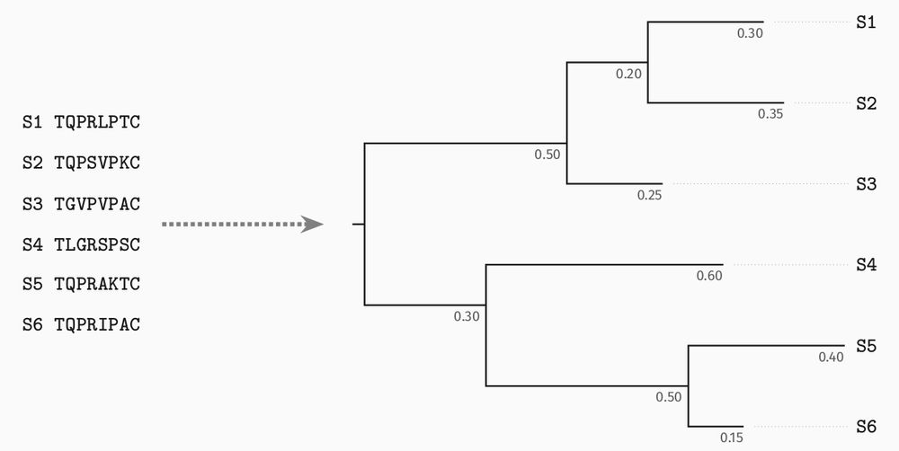 A diagram of phylogenetic inference: we build a tree summarizing how a given set of related sequences evolved from a common ancestor.