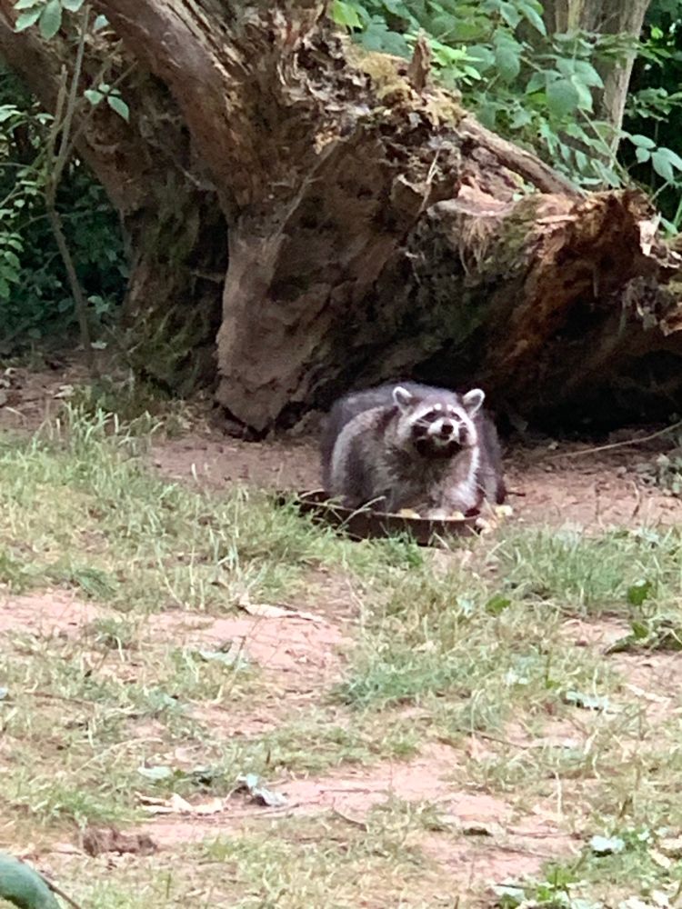 A raccoon sat in a feeding trough 