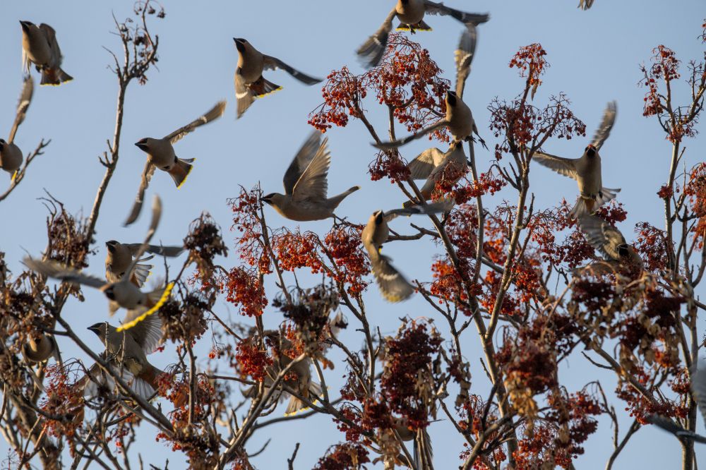A flock of Bohemian Waxwings flying through the berry laden branches of a Mountain Ash tree.