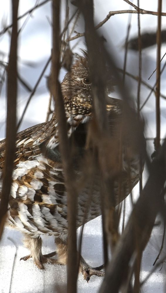 A ruffled grouse peeks through a handful of bare of branches, convinced it is unseen.

Nikon Z6iii 400mm f6.3 1/1250