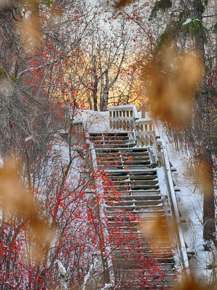 A wooden staircase in snow layered with low sunlight, ash berries, and out of focus leaves hanging on from the fall in the foreground.

Nikon Z6iii, 400mm, f11, HDR