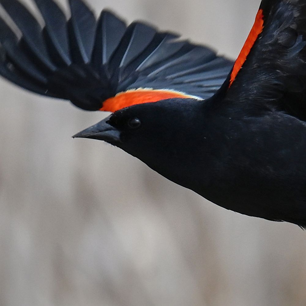 Close crop of a Red-winged Blackbird in flight.

Nikon z6iii, 400mm, f7.1, 1/3200s