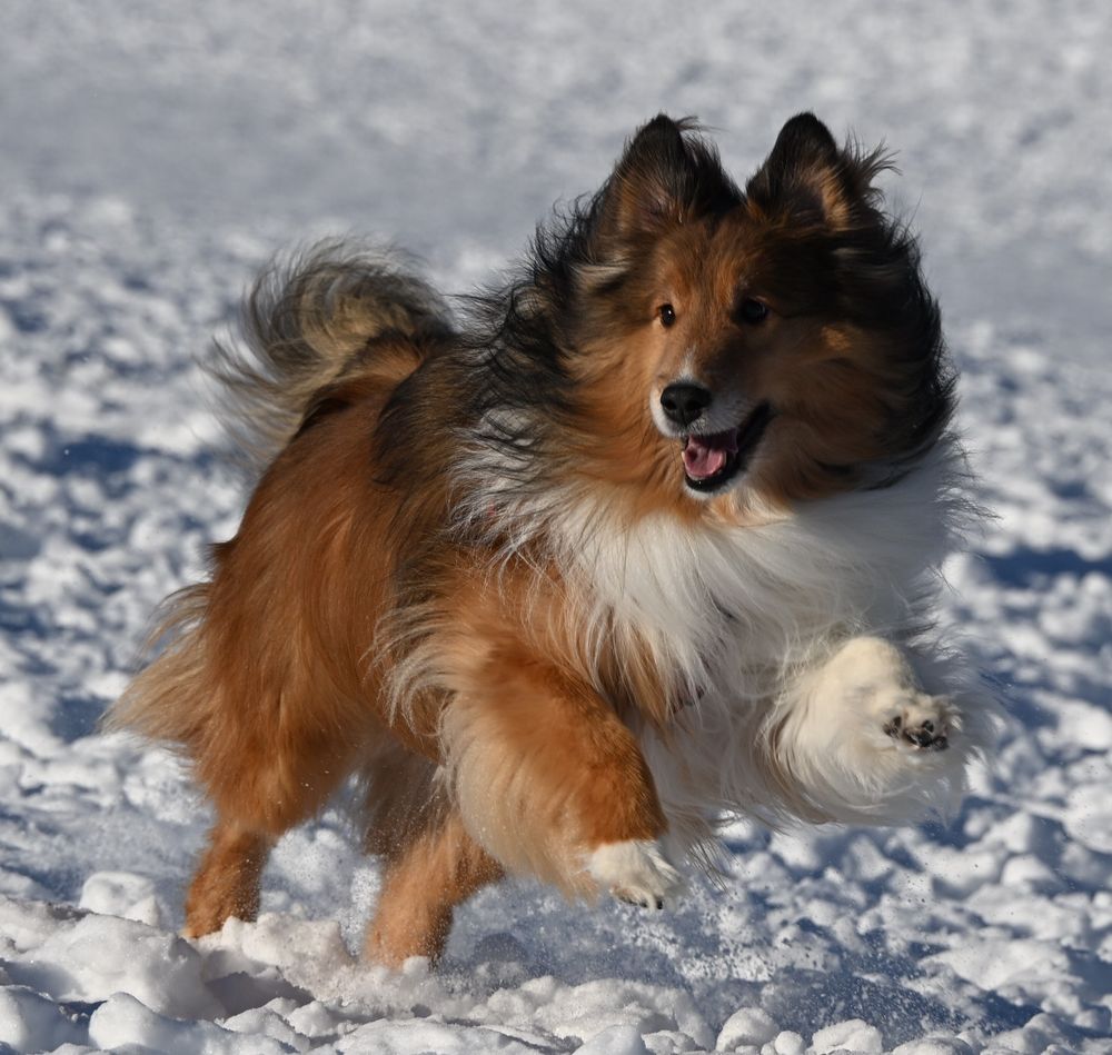 A Shetland Sheepdog gleefully bounding across a snowy field.