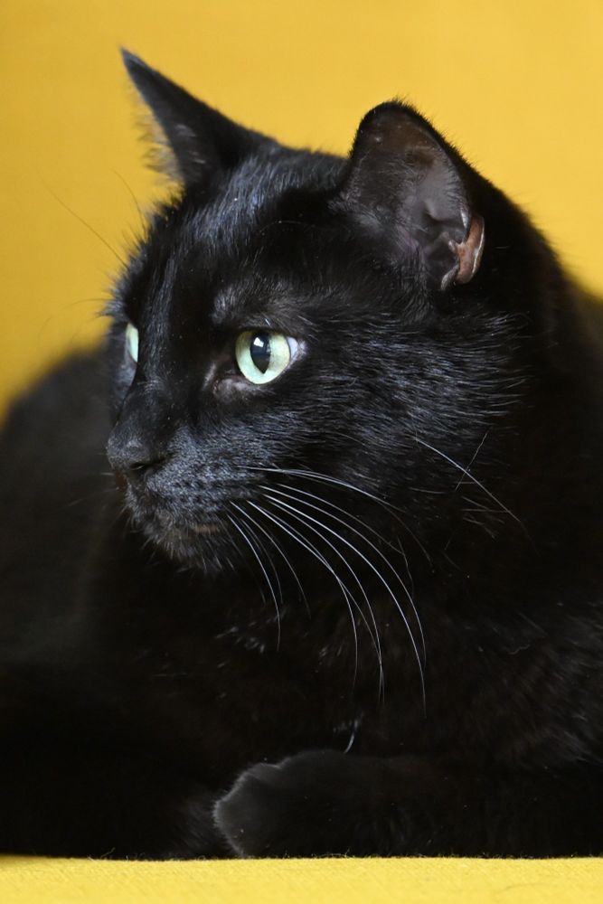 Close frame of a black cat on a yellow chair looking into the distance.
