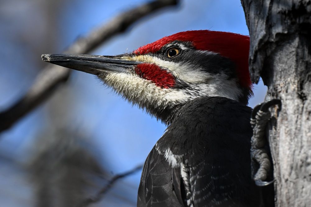 Pileated Woodpecker
