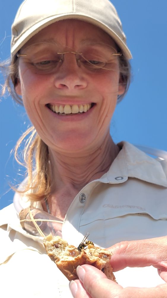 Aglaia sharing a piece of raisin with a wasp (Vespula germanica)