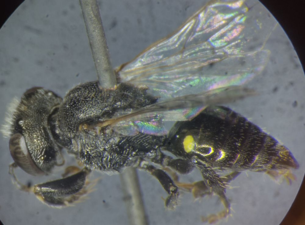 Oxybelus bipunctatus female from Meijendel.