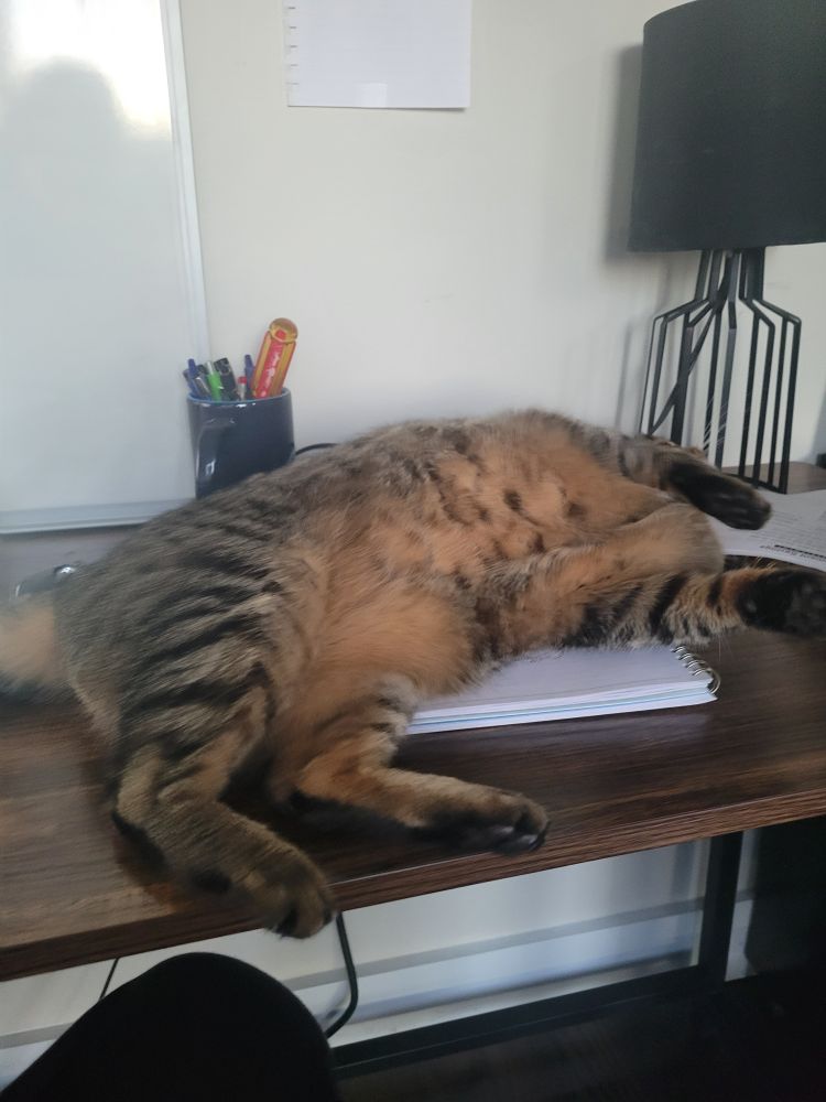 my brown tabby cat has done a big flop on my workspace so her tummy is out