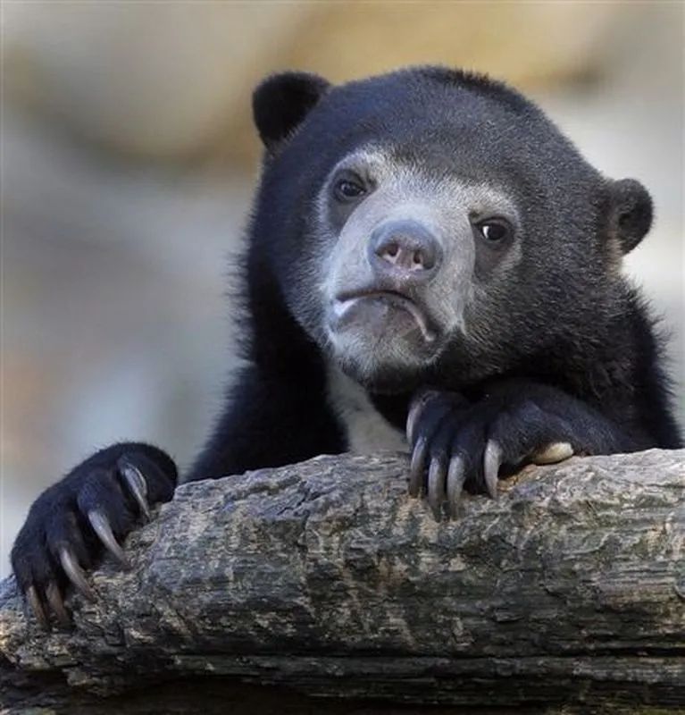 sad black bear looking sad 