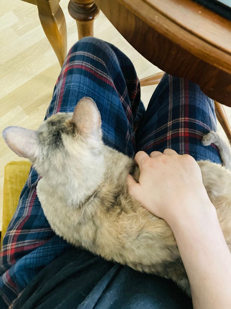 photo of bertha the cat chilling on my lap