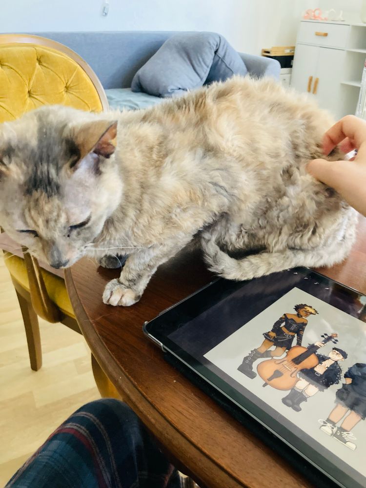 photo of bertha the cat next to my ipad with procreate open