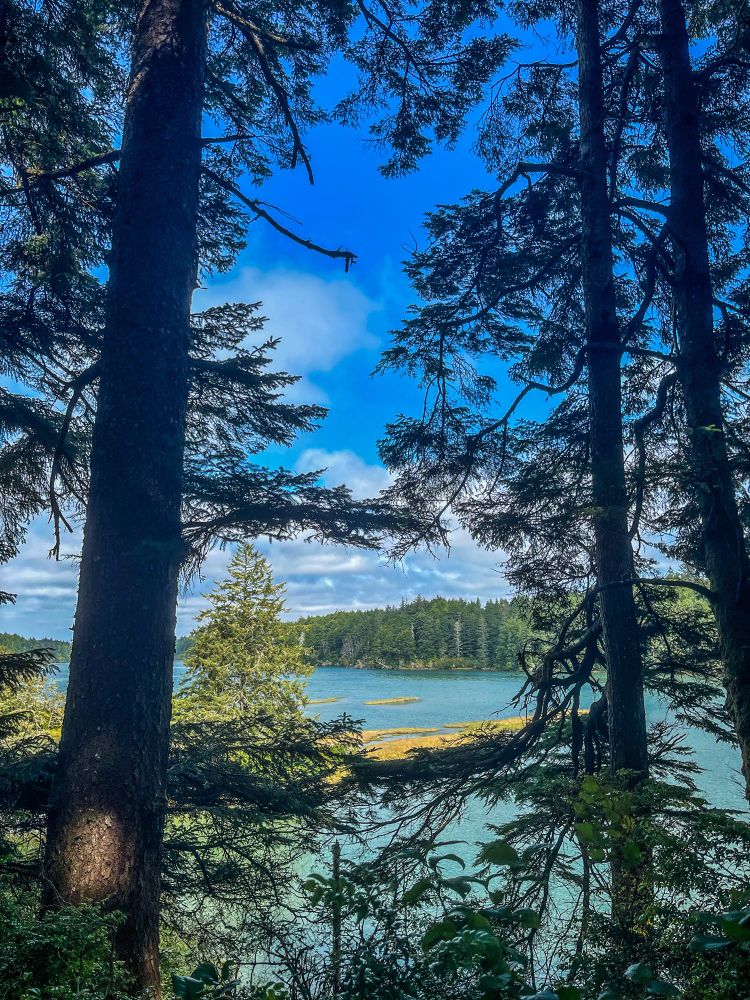 Between some trees is a view of a blue- green river bordered by a thicket of green trees on the far side underneath a bright blue sky and fluffy white clouds in the far distance. 