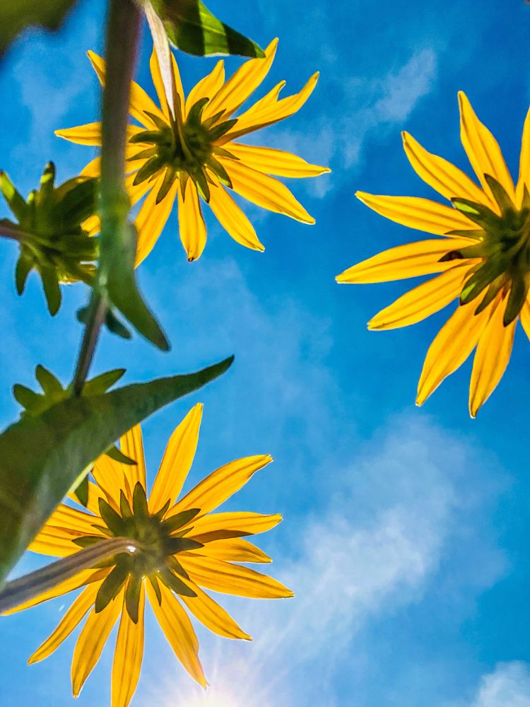 Three tall, vibrant yellow daisies shot from underneath, with a bright blue sky and wispy white clouds in the background