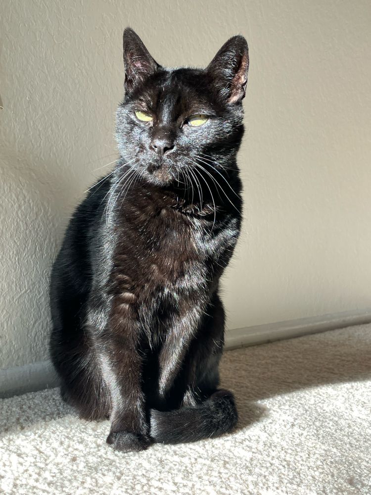 Gorgeous 13-year-old black cat poses in the sunlight. She is sleek and her beautiful green eyes have just the slightest pupil to them, as she’s likely been in this sun too long.