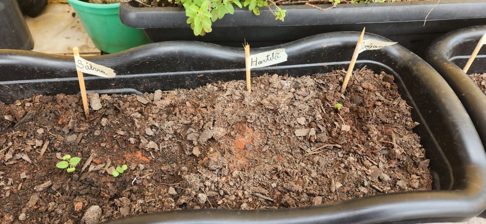 Foto de uma floreira com três plaquinhas escrito da esquerda pra direita: sálvia, hortelã e orégano. Somente a sálvia e o orégano possuem brotinhos