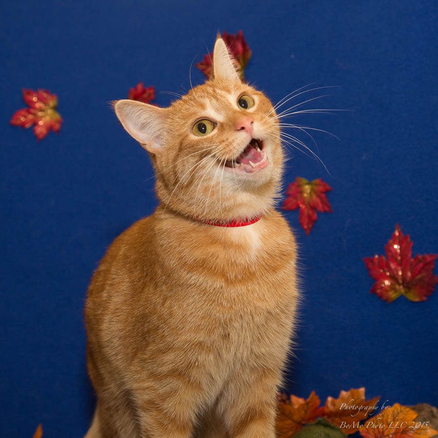 smiling orange kitty