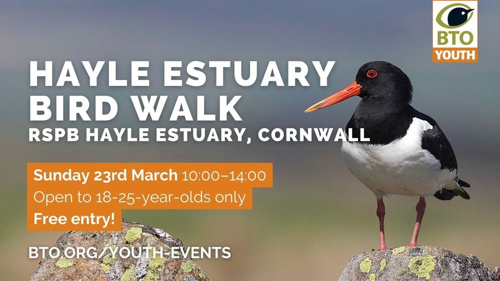 Image of an Oystercatcher alongside the wording: Hayle Estuary Bird Walk, RSPB Hayle Estuary, Cornwall. Sunday 23rd March, 10:00-14:00. Open to 18-25-year-olds only. Free entry! bto.org/youth-events. BTO Youth logo top right of image. 