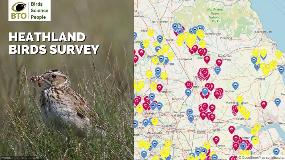 Image of a Woodlark with prey in bill in grassland by Liz Cutting/BTO alongside the wording Heathland Birds Survey and BTO logo above. To the right is a map showing survey sites for this species in Yorkshire. 