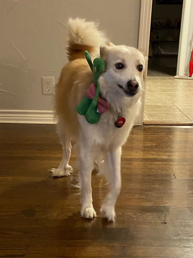 white and tan dog looking wonky with a gumby toy stuck in his collar