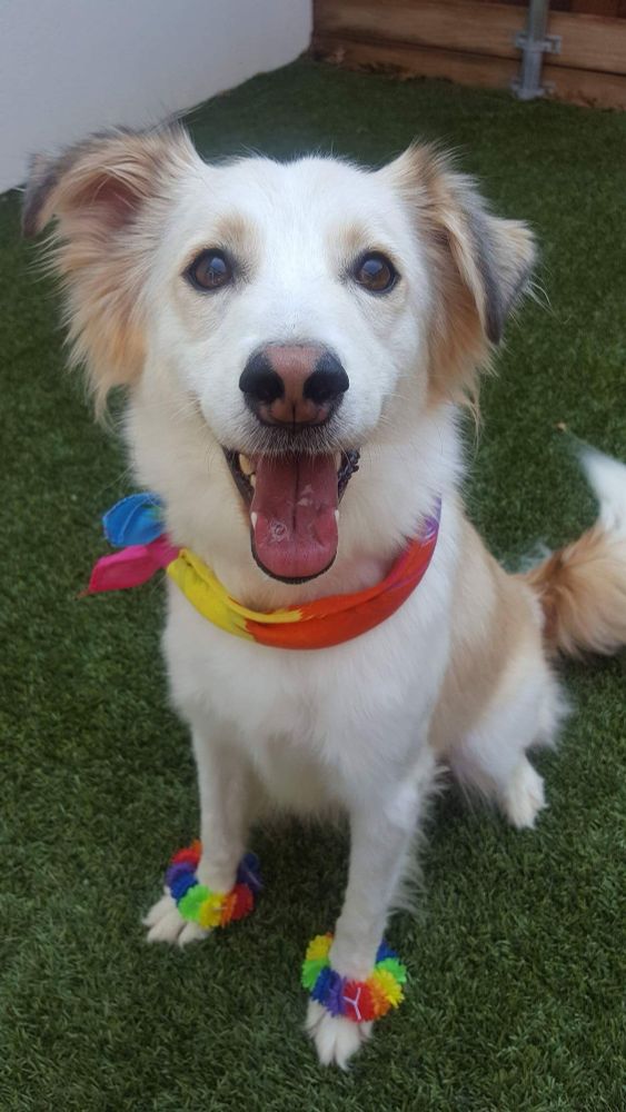 white and tan dog with rainbow pride accessories on