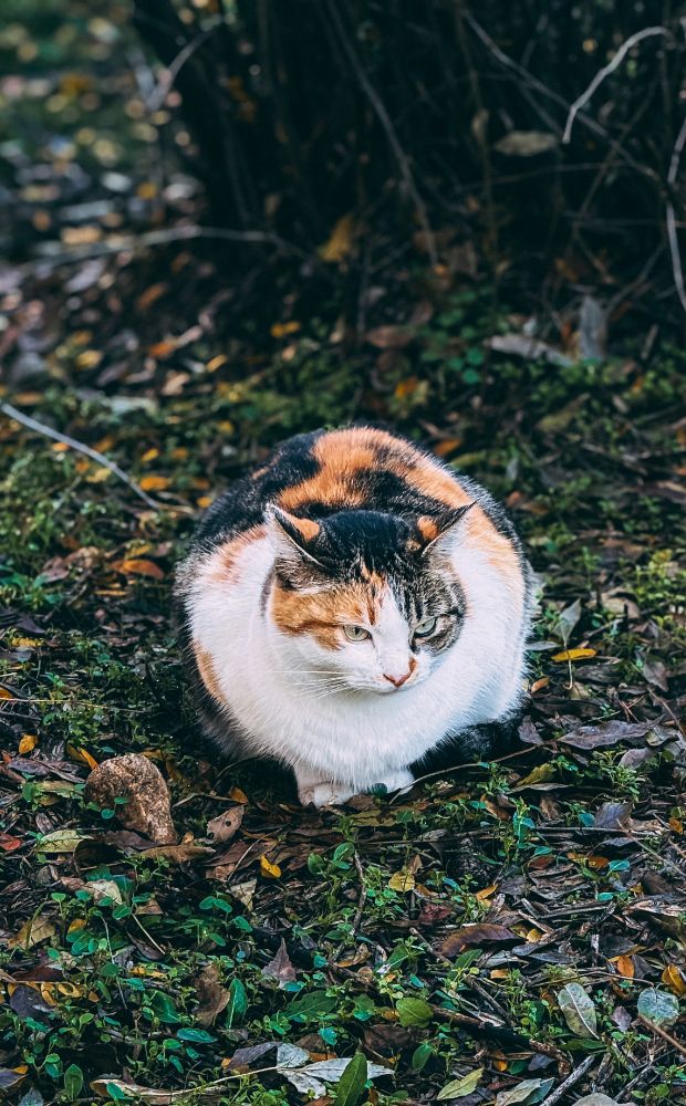 Котка в гората по пътя за лидл