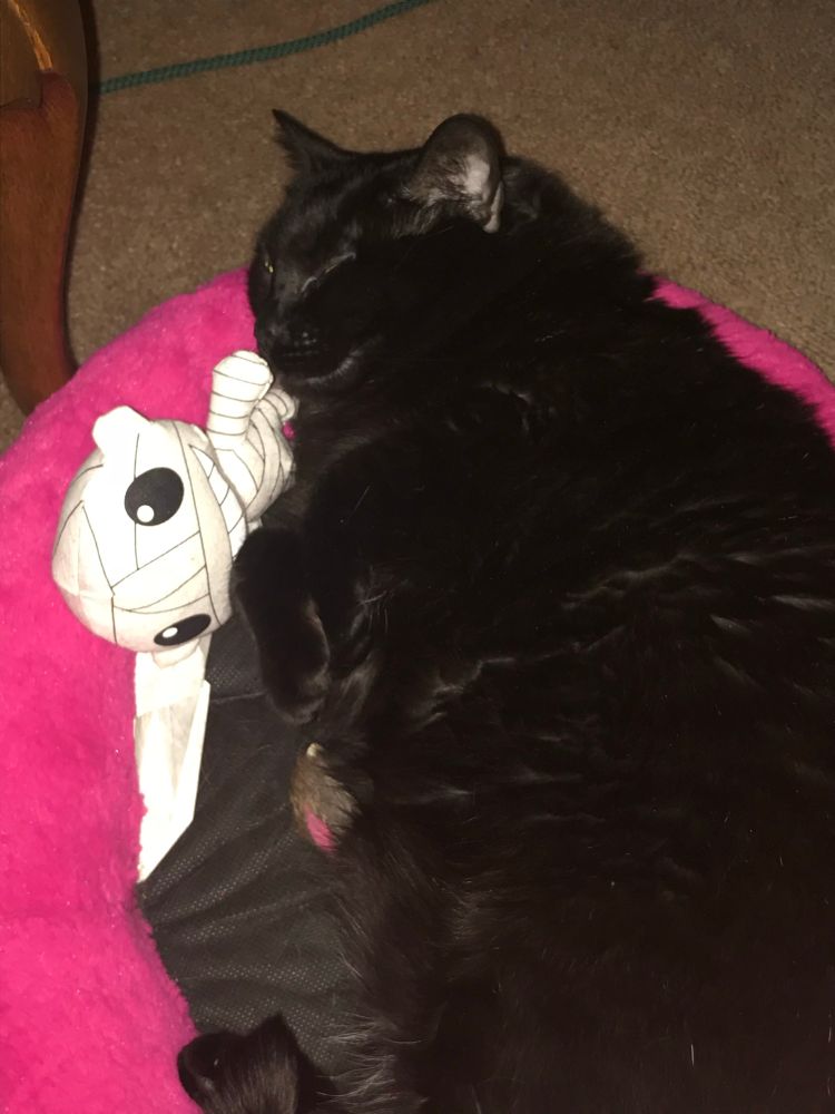 Tita, a black American short hair cat sleeping in her kitty bed with magenta trim, and her favorite mummy doll.