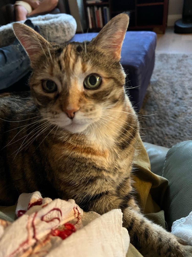 Tabby cat on a lap