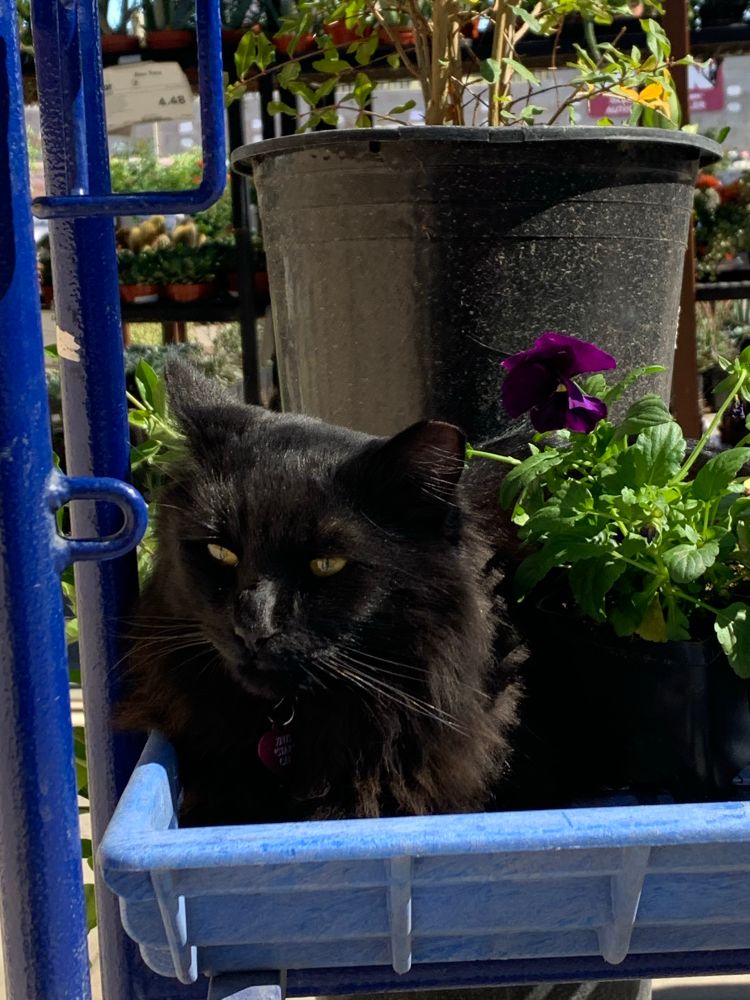 Black cat in a garden cart.