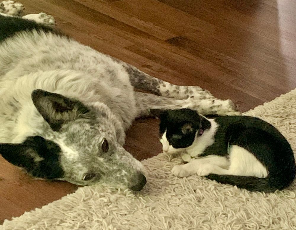 Black and white kitten with blue Heeler dog. 