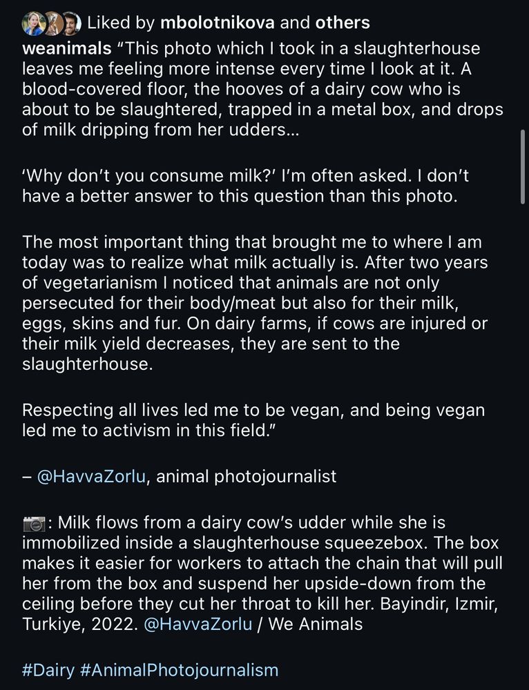 Here is the transcription of the text in the image, brought from instagram:

weanimals
“This photo which I took in a slaughterhouse leaves me feeling more intense every time I look at it. A blood-covered floor, the hooves of a dairy cow who is about to be slaughtered, trapped in a metal box, and drops of milk dripping from her udders...

‘Why don’t you consume milk?’ I’m often asked. I don’t have a better answer to this question than this photo.

The most important thing that brought me to where I am today was to realize what milk actually is. After two years of vegetarianism I noticed that animals are not only persecuted for their body/meat but also for their milk, eggs, skins, and fur. On dairy farms, if cows are injured or their milk yield decreases, they are sent to the slaughterhouse.

Respecting all lives led me to be vegan, and being vegan led me to activism in this field.”

– @HavvaZorlu, animal photojournalist
