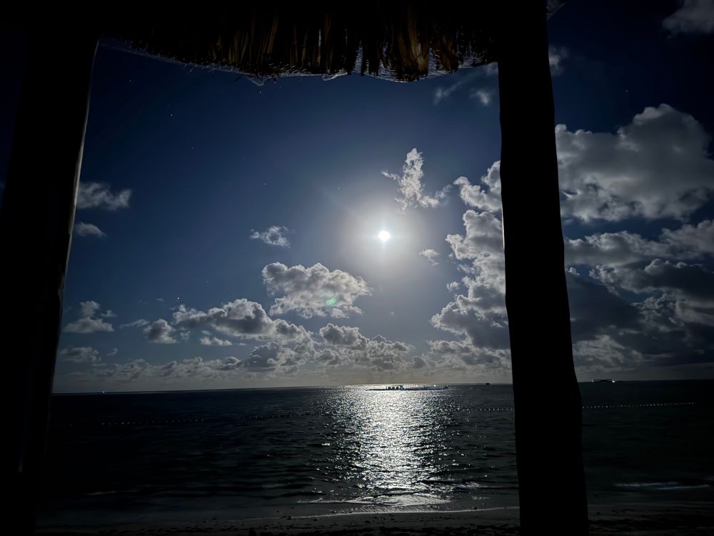 The dolphins are right there under the moon 