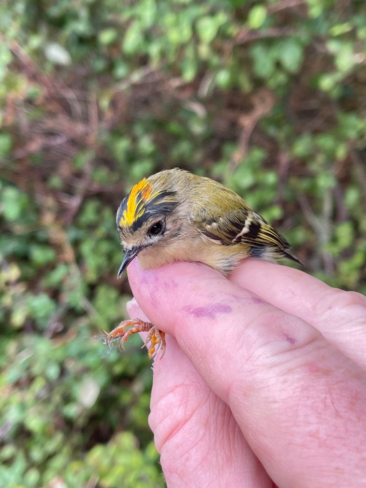 Make goldcrest (Regulus regulus) 