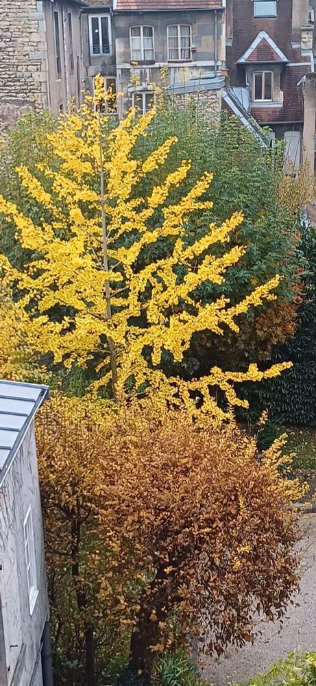 Arbres aux couleurs d'automne