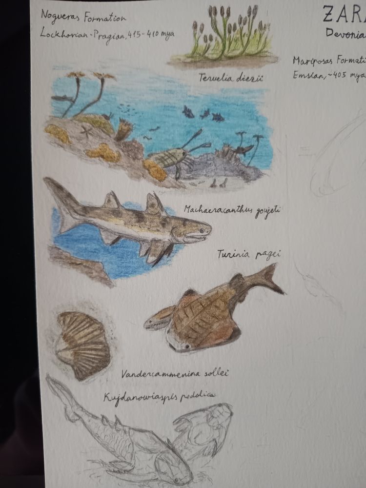Drawing of several prehistoric fish and other marine life