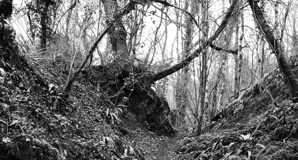 B/W photo of a narrow path through woodland full of exposed roots and moss covered branches.